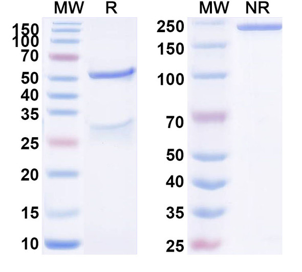 Anti-Human PRL Monoclonal Antibody (1A380) - SDS-PAGE