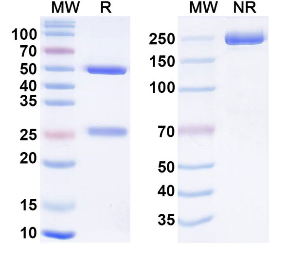 Anti-Human INS/Insulin Monoclonal Antibody (1A400) - SDS-PAGE