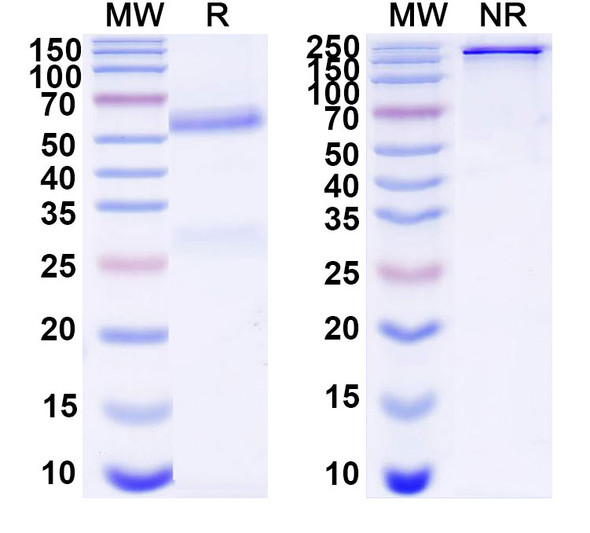Anti-Human PGF/PlGF/PLGF Monoclonal Antibody (1A415) - SDS-PAGE