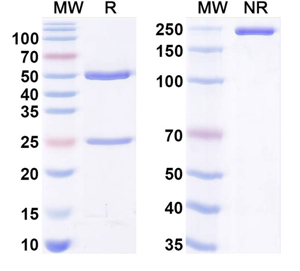 Anti-Human PGF/PlGF/PLGF Monoclonal Antibody (1A417) - SDS-PAGE