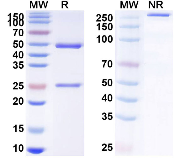 Anti-Canine Parvovirus/CPV Monoclonal Antibody (1A420) - SDS-PAGE