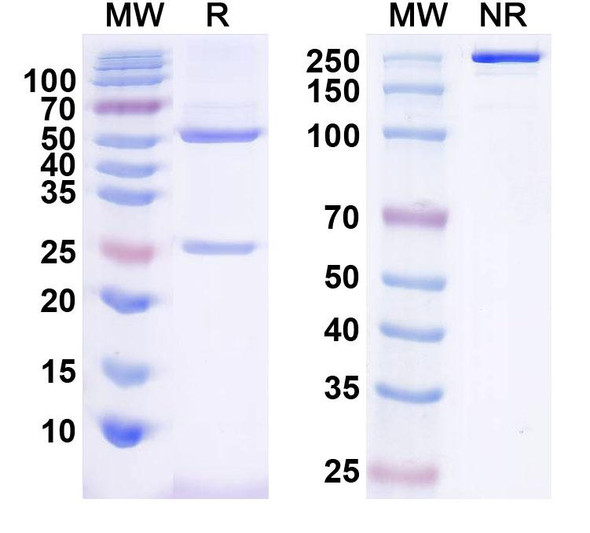 Anti-Canine Parvovirus/CPV Monoclonal Antibody (1A422) - SDS-PAGE