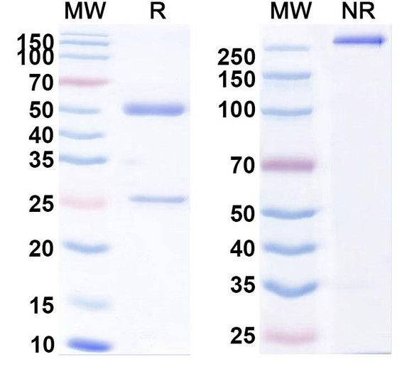 Anti-Romiplostim Monoclonal Antibody (1A431) - SDS-PAGE