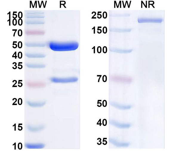 Anti-Human CD87/PLAUR/uPAR Monoclonal Antibody (1A437) - SDS-PAGE
