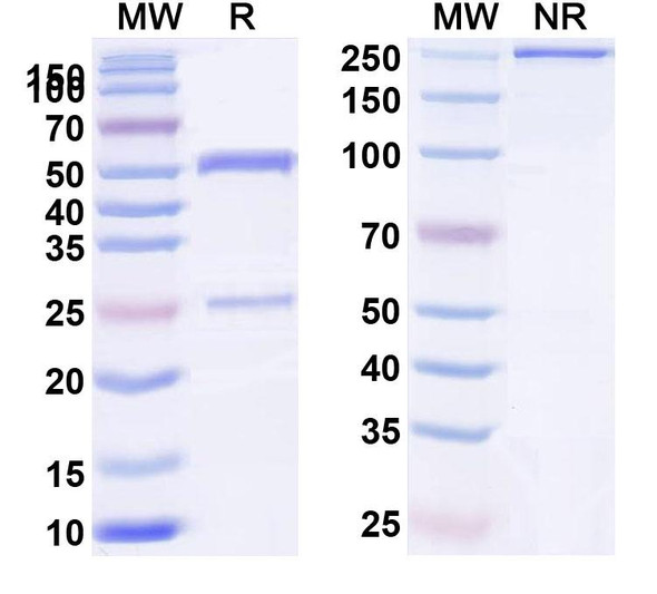 Anti-Human MRGPRX2/MRGX2 Monoclonal Antibody (1A452) - SDS-PAGE