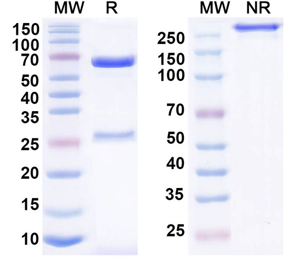 Anti-Human APOH Monoclonal Antibody (1A463) - SDS-PAGE