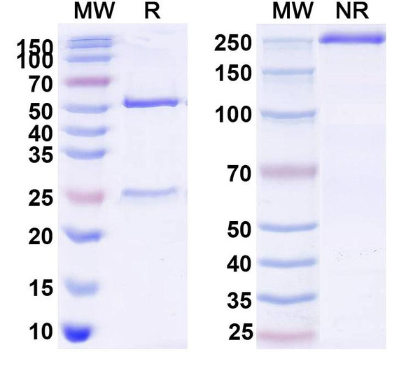 Anti-Human CD1A Monoclonal Antibody (1A476) - SDS-PAGE