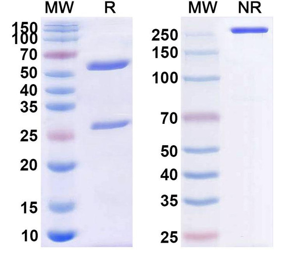 Anti-Human CD357/TNFRSF18/GITR Monoclonal Antibody (1A478) - SDS-PAGE