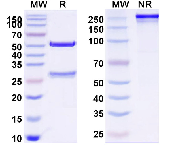 Anti-Human CD8A Monoclonal Antibody (1A483) - SDS-PAGE