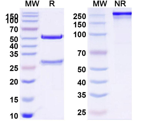 Anti-Human CD8A Monoclonal Antibody (1A483) - SDS-PAGE