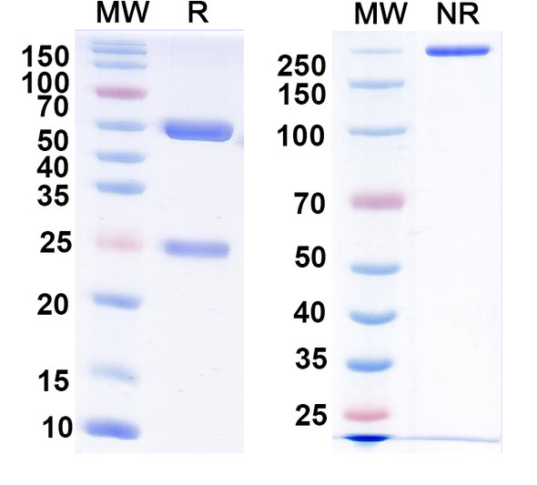 Anti-Human TP53/p53 Monoclonal Antibody (1A487) - SDS-PAGE