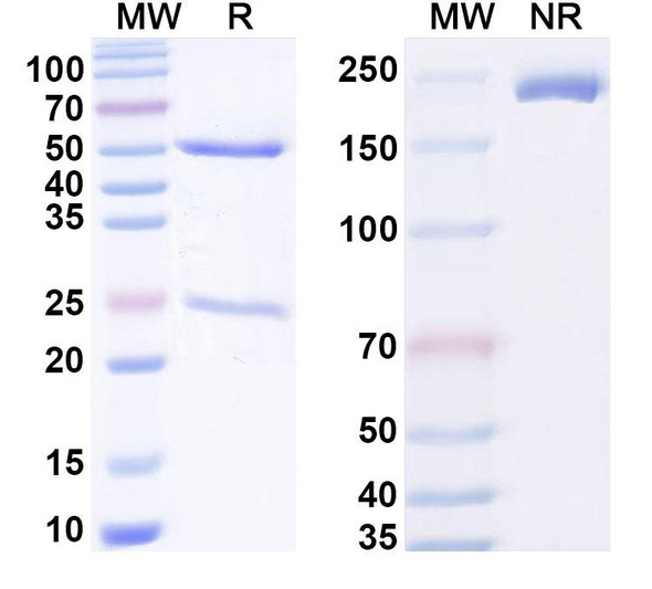Anti-Human ARG1 Monoclonal Antibody (1A492) - SDS-PAGE