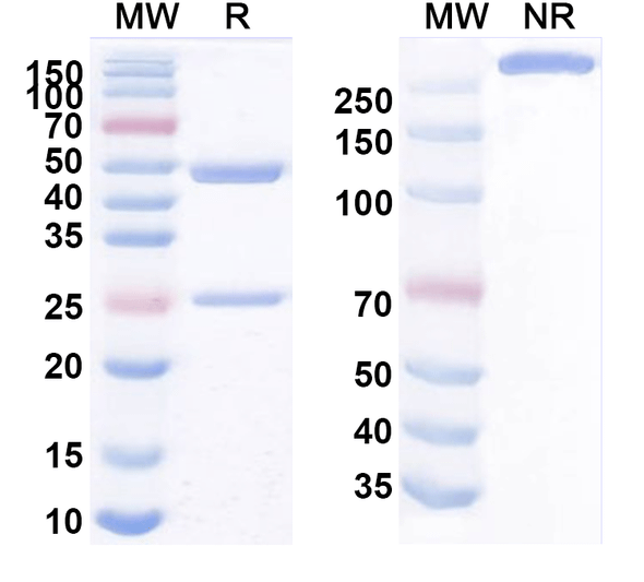 Anti-Human CD137/TNFRSF9 Monoclonal Antibody (1A498) - SDS-PAGE