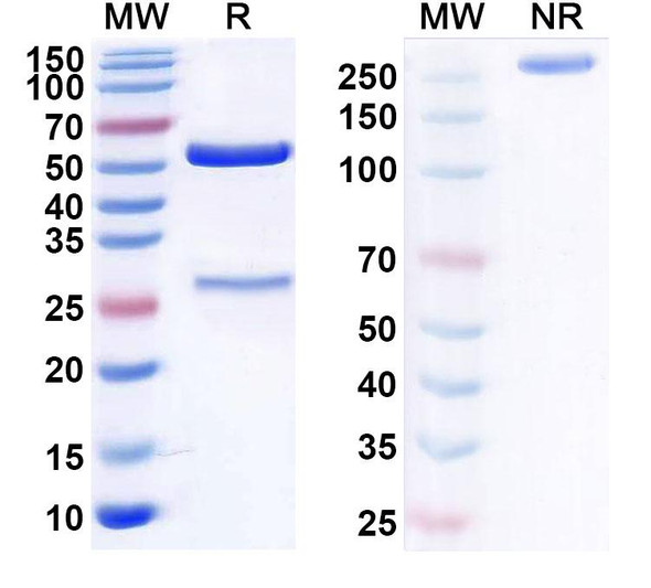 Anti-Human PCT/Procalcitonin Monoclonal Antibody (1A532) - SDS-PAGE