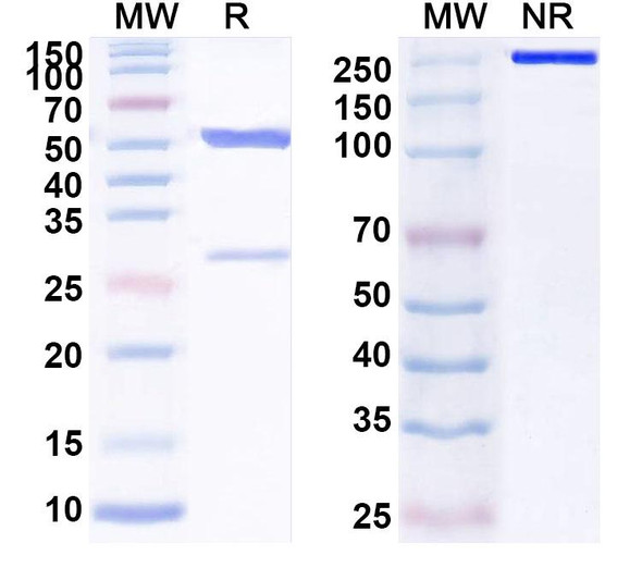 Anti-Human INPP5D Monoclonal Antibody (1A542) - SDS-PAGE