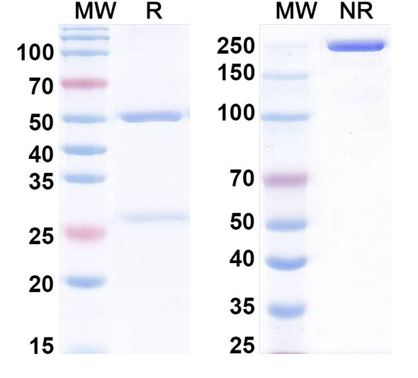 Anti-Human CDC123 Monoclonal Antibody (1A549) - SDS-PAGE