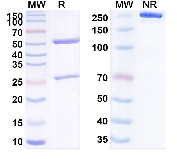 Anti-Human CD326/EPCAM Monoclonal Antibody (1A562) - SDS-PAGE