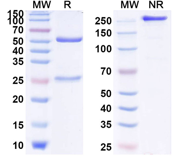 Anti-Human MSLN Monoclonal Antibody (1A586) - SDS-PAGE