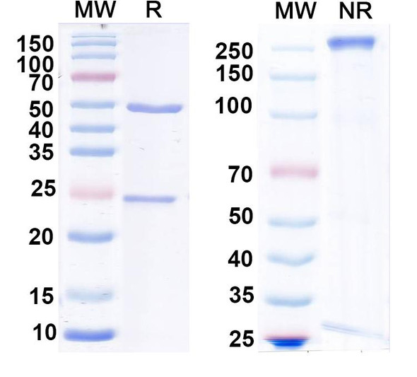 Anti-Human MSLN Monoclonal Antibody (1A587) - SDS-PAGE