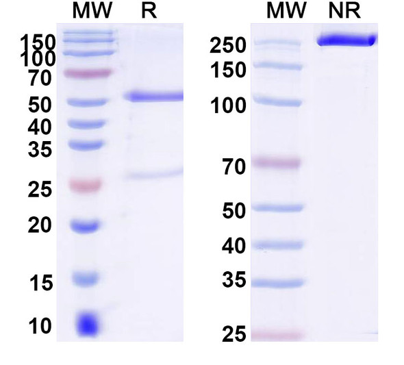 Anti-Human MUC6 Monoclonal Antibody (1A592) - SDS-PAGE