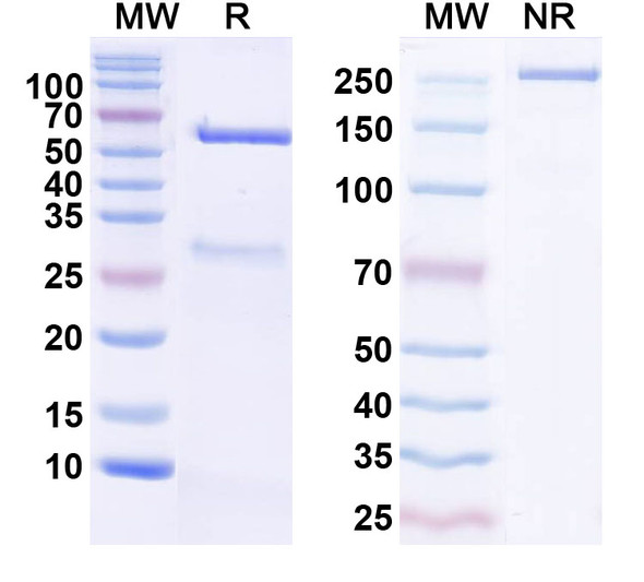 Anti-Human MB Monoclonal Antibody (1A601) - SDS-PAGE