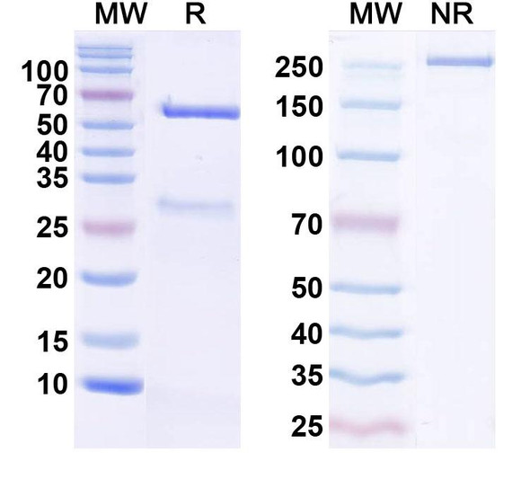 Anti-Human MB Monoclonal Antibody (1A601) - SDS-PAGE