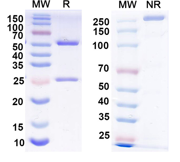 Anti-Human GZMA Monoclonal Antibody (1A613) - SDS-PAGE