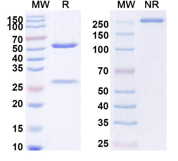 Anti-Human GZMA Monoclonal Antibody (1A614) - SDS-PAGE