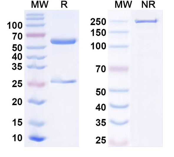 Anti-Human MS4A6A Monoclonal Antibody (1A621) - SDS-PAGE