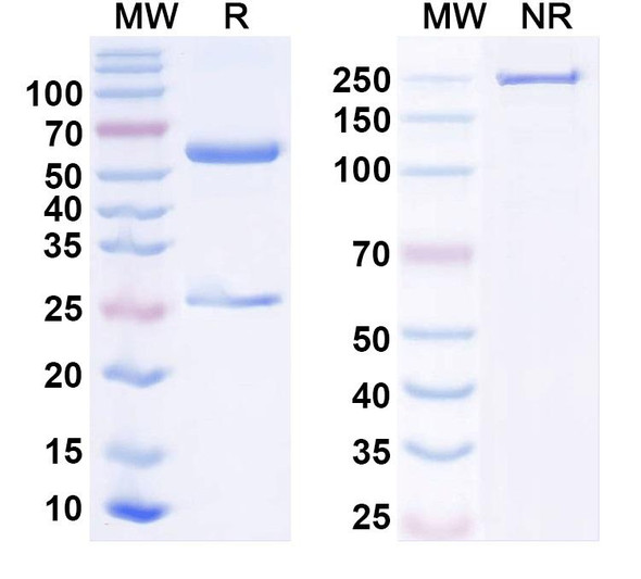 Anti-Human MS4A6A Monoclonal Antibody (1A621) - SDS-PAGE