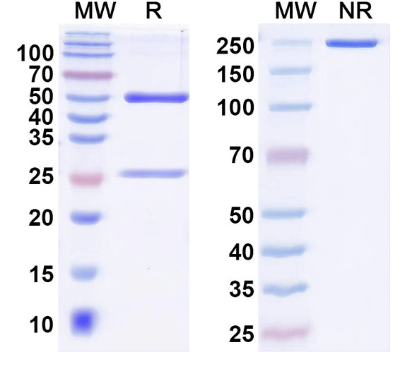 Anti-Human MS4A6A Monoclonal Antibody (1A622) - SDS-PAGE