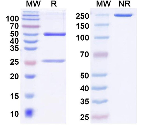 Anti-Human MS4A6A Monoclonal Antibody (1A622) - SDS-PAGE