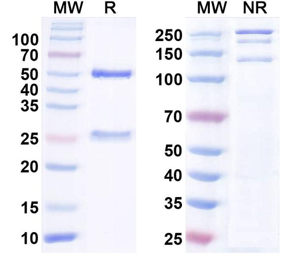 Anti-Human CD271/NGFR Monoclonal Antibody (1A633) - SDS-PAGE