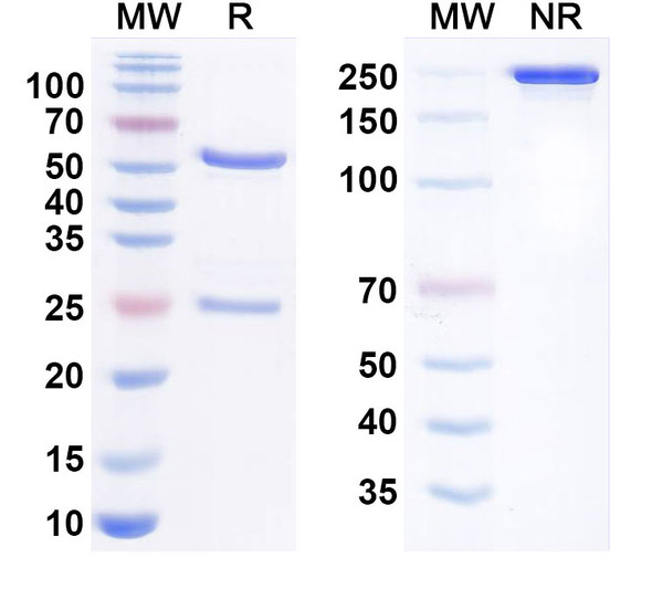 Anti-Human CD271/NGFR Monoclonal Antibody (1A635) - SDS-PAGE