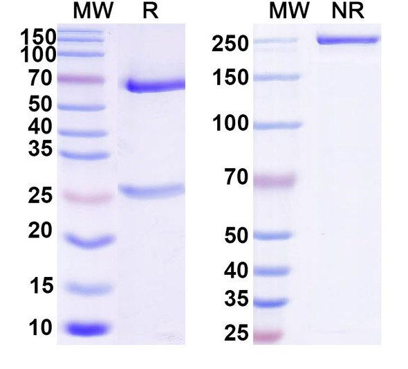 Anti-Human CD3G Monoclonal Antibody (1A636) - SDS-PAGE