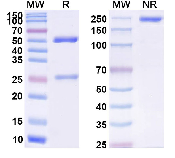Anti-Human CD134/TNFRSF4/OX40 Monoclonal Antibody (1A639) - SDS-PAGE