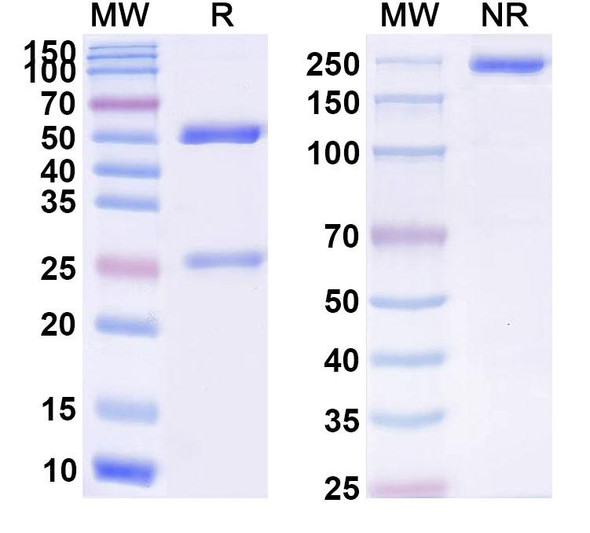 Anti-Human CD134/TNFRSF4/OX40 Monoclonal Antibody (1A639) - SDS-PAGE