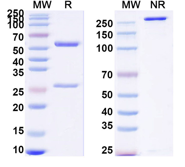 Anti-Human CD134/TNFRSF4/OX40 Monoclonal Antibody (1A641) - SDS-PAGE