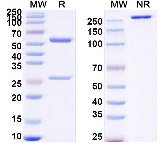 Anti-Human CD134/TNFRSF4/OX40 Monoclonal Antibody (1A641) - SDS-PAGE