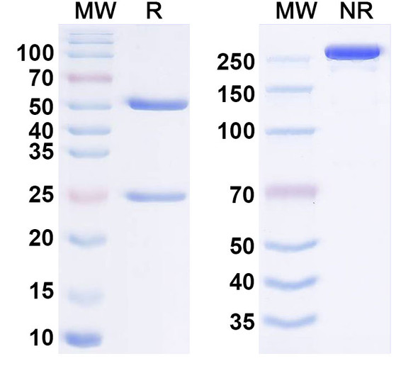 Anti-Human LGALS3 Monoclonal Antibody (1A642) - SDS-PAGE