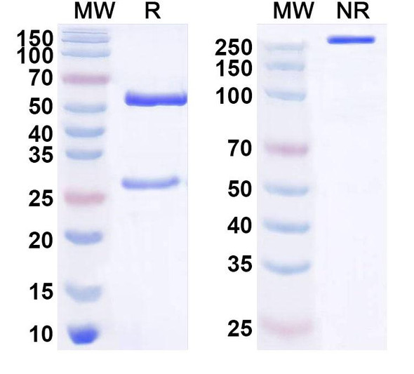Anti-Human STING1/TMEM173 Monoclonal Antibody (1A646) - SDS-PAGE