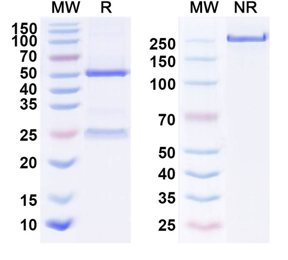 Anti-Human Calretinin/CALB2 Monoclonal Antibody (1A661) - SDS-PAGE