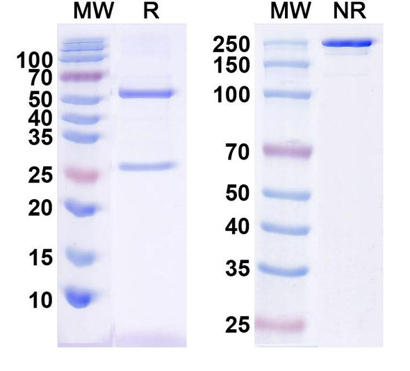 Anti-Human CHGA Monoclonal Antibody (1A668) - SDS-PAGE