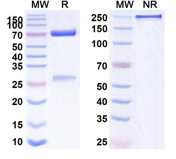 Anti-Human CD25/IL2RA Monoclonal Antibody (1A683) - SDS-PAGE