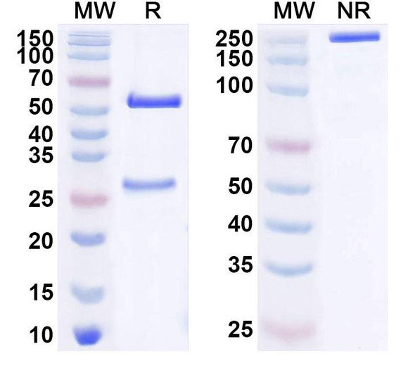 Anti-Human CD25/IL2RA Monoclonal Antibody (1A684) - SDS-PAGE
