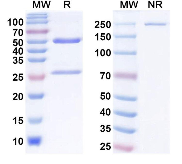 Anti-Human CD25/IL2RA Monoclonal Antibody (1A685) - SDS-PAGE