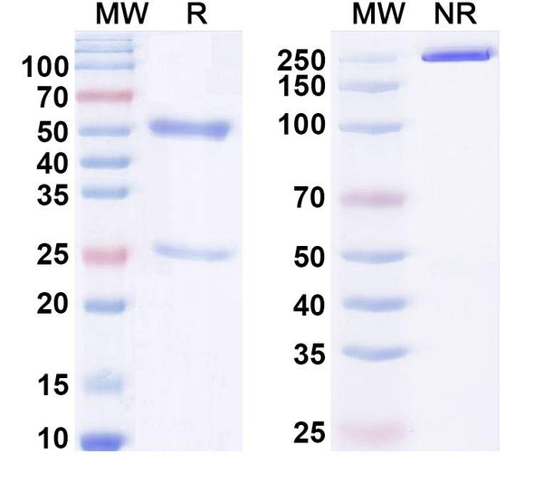 Anti-Human CD27 Monoclonal Antibody (1A687) - SDS-PAGE