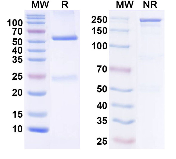 Anti-Human CD80/B7-1 Monoclonal Antibody (1A689) - SDS-PAGE