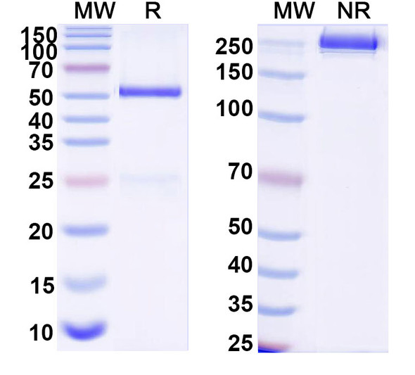 Anti-Human HLA-DRB1 Monoclonal Antibody (1A693) - SDS-PAGE