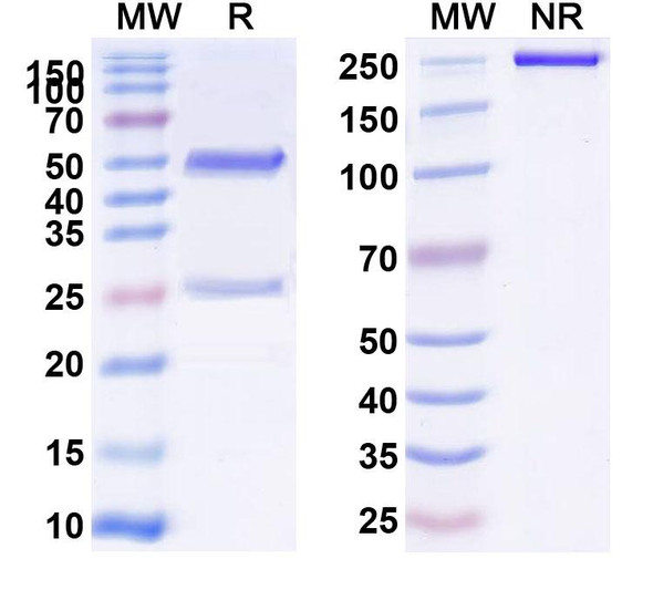 Anti-Human ADAMTS1 Monoclonal Antibody (1A694) - SDS-PAGE